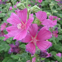 Lavatera 'Burgundy Wine'